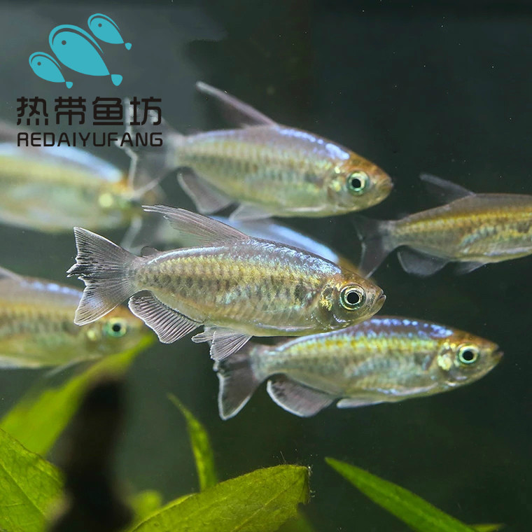 刚果美人鱼活体热带鱼观赏宠物鱼群游鱼草缸鱼淡水小好养大号型鱼