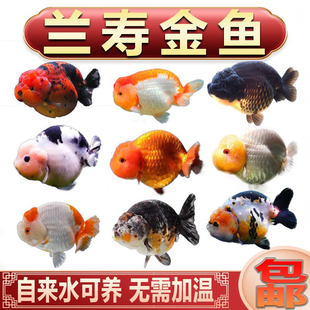 国粹精品兰寿金鱼小尾短尾潘氏淡水冷水观赏鱼活体宠物鱼好养耐活