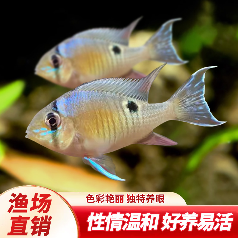 圣塔伦黄腹月亮宝石南美慈鲷温顺易养原生食土鲷热带鱼观赏鱼活体