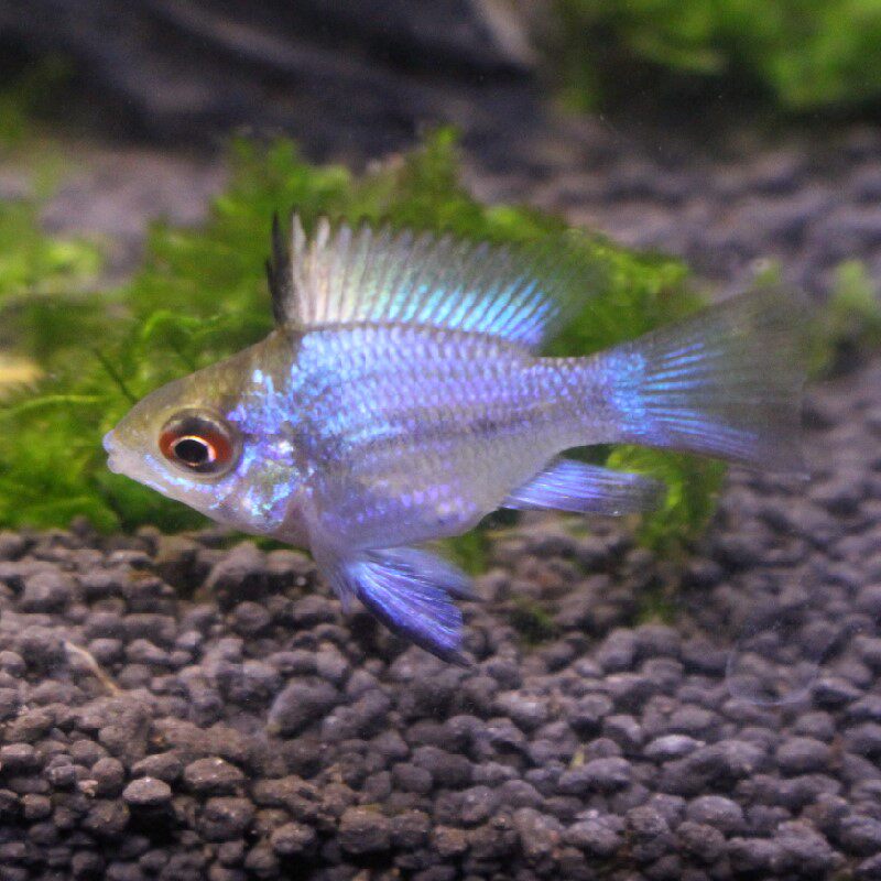 热带观赏鱼宝蓝波子阿凡达蓝波子短鲷鱼活体小型淡水鱼