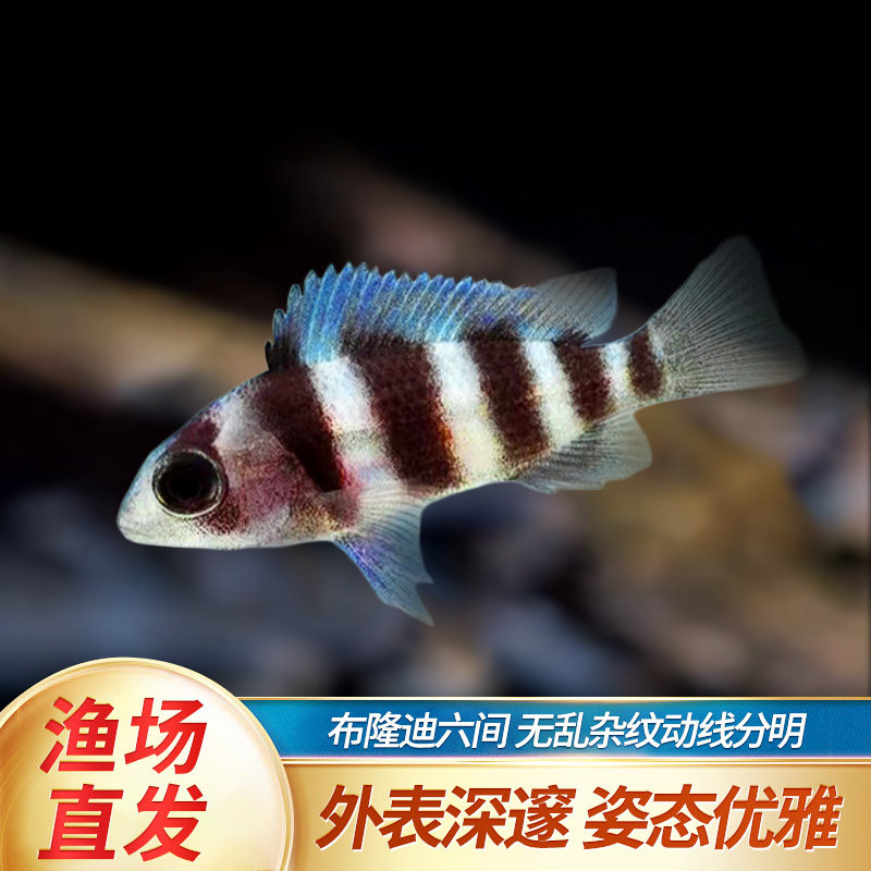 布隆迪六间三湖慈鲷鱼鹅头皇冠坦鲷萨伊蓝活体热带淡水进口观赏鱼