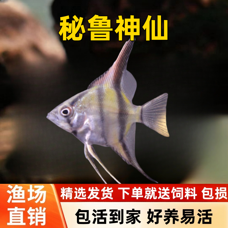 秘鲁燕鱼七彩神仙鱼淡水