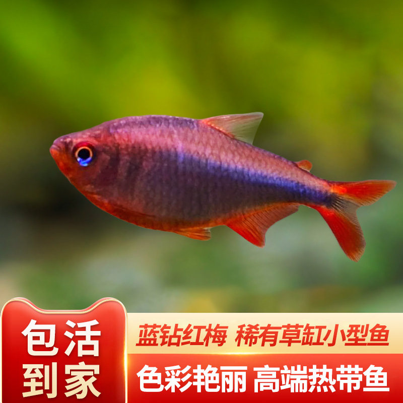 蓝钻红梅鱼观赏鱼小型热带鱼兰钻红莓淡水灯南美高端草缸群游活体