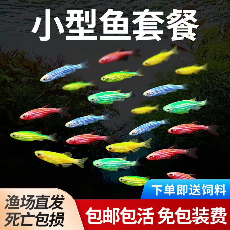 小型红斑马活体热带鱼冷水鱼