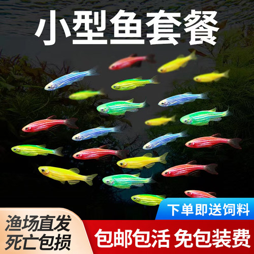 小型红斑马活体热带鱼冷水鱼