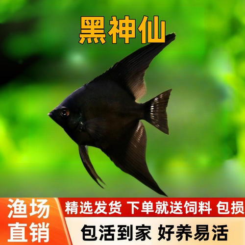 墨燕鱼神仙鱼墨黑仙燕子