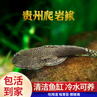 贵州爬岩鳅琵琶鱼双吸盘冷水清道夫不加温除藻鱼鱼缸清洁工原生鱼