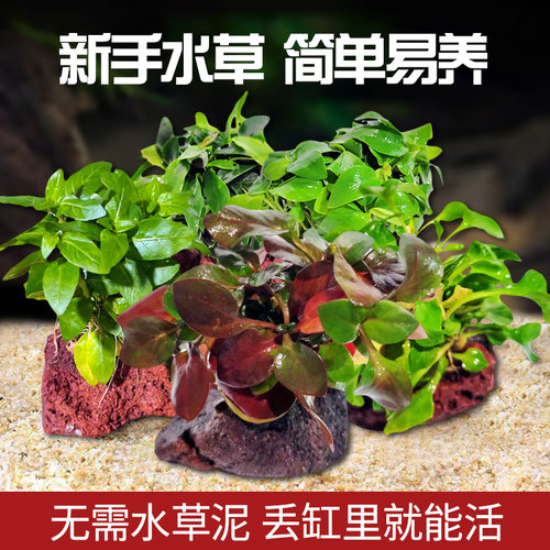 热带鱼坊火山石好养易活景观