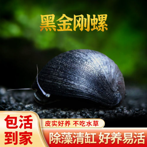 黑金刚螺好养耐活除藻
