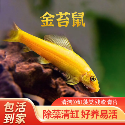 金苔鼠清道夫清洁粪除藻工具鱼