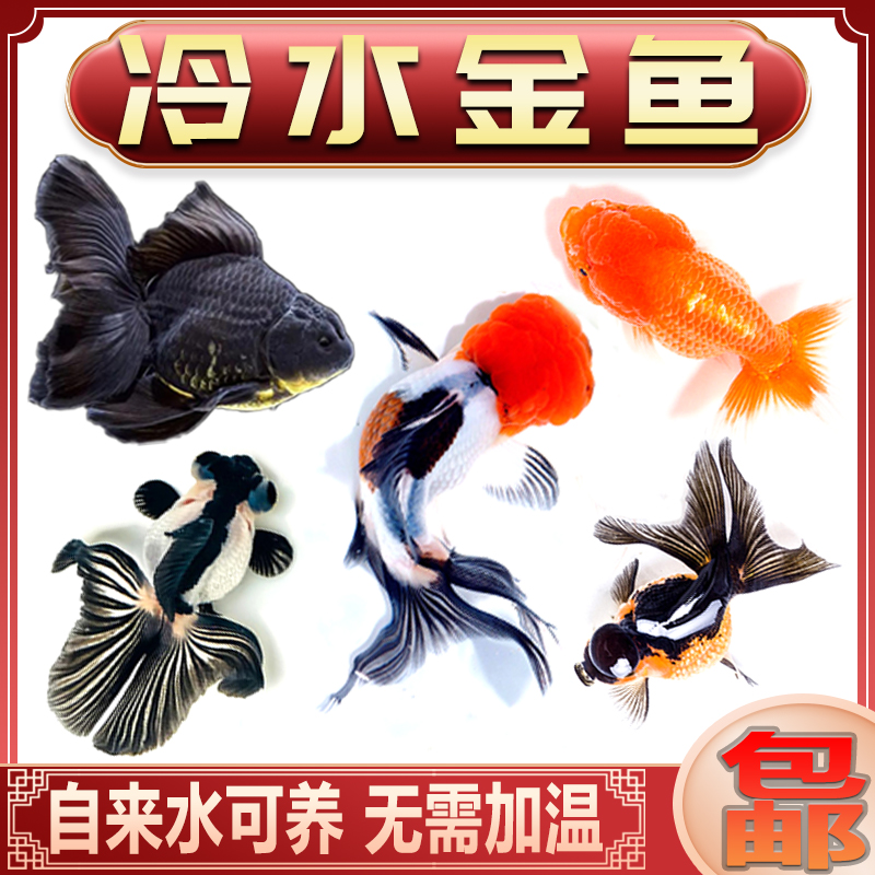 淡水冷水鱼观赏鱼活体