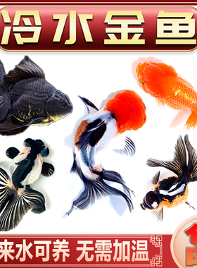 小金鱼兰寿泰师锦鲤草金活鱼宠物鱼活体观赏鱼淡水冷水鱼好养耐活
