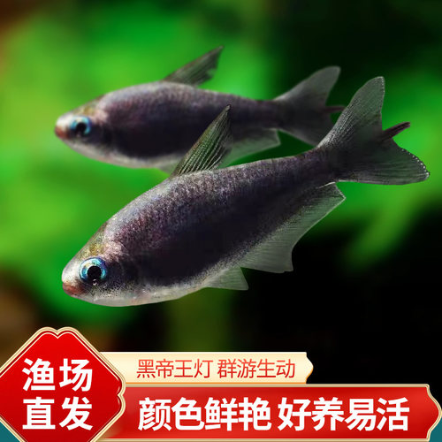 黑帝王灯鱼南美小型热带淡水观赏鱼草缸群游黄金帝王蓝国王灯活体