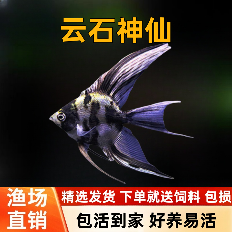 云石神仙长尾大理石小神仙鱼墨燕鱼热带观赏鱼水草缸新手活体宠物