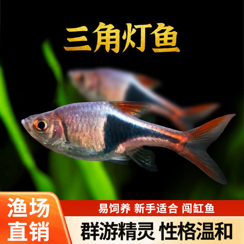 正三角灯鱼小型草缸观赏鱼