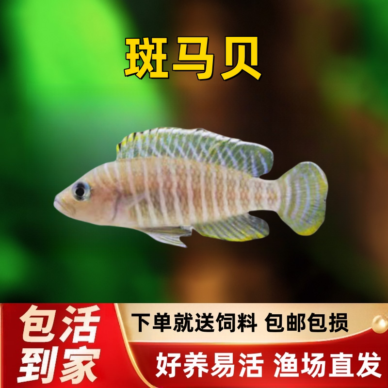 斑马贝鱼热带鱼观赏鱼小型鱼缸水族箱宠物新手活体淡水鱼包活包邮