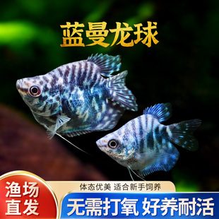 蓝曼龙球鱼黄金马甲球黄曼龙五彩珍珠马甲球鱼草缸小型热带观赏鱼