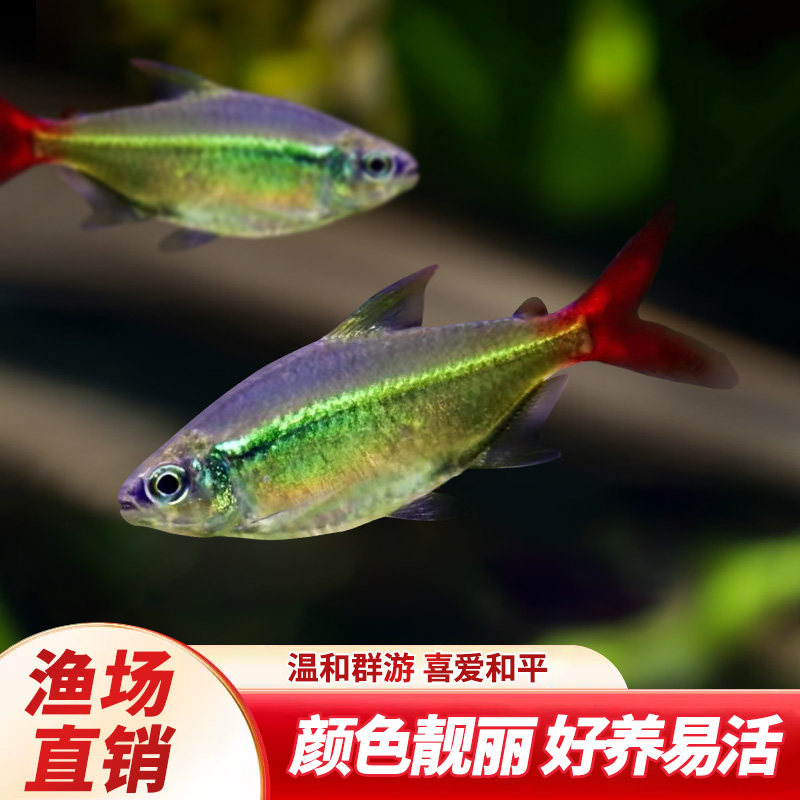 红尾科佩依翠绿南美鱼科配衣稀有高端灯科鱼草缸群游霓虹灯鱼活体