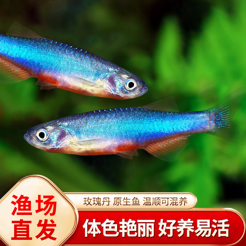 玫瑰丹鱼淡水中国原生冷水鱼缅甸小型群游灯鱼丹科金线半线丹活体