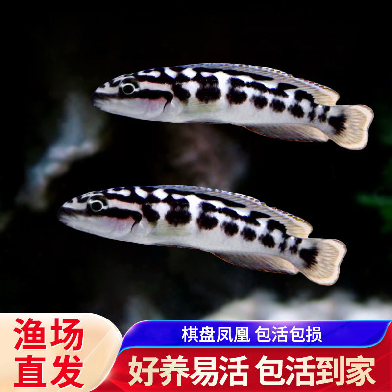 棋盘凤凰鱼三湖坦鲷慈鲷淡水鱼热带鱼观赏鱼凤凰短鲷黄帆卷贝活体