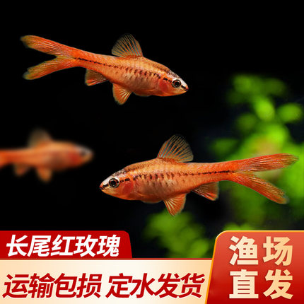 长尾樱桃灯红玫瑰鱼草缸精灵小型鱼热带鱼观赏鱼淡水好养活体包邮