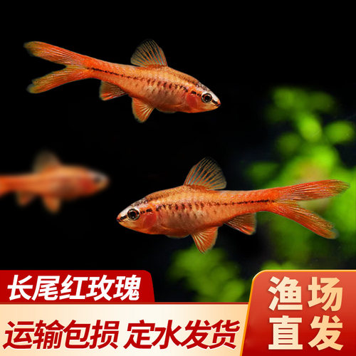 长尾樱桃灯红玫瑰鱼草缸精灵小型鱼热带鱼观赏鱼淡水好养活体包邮