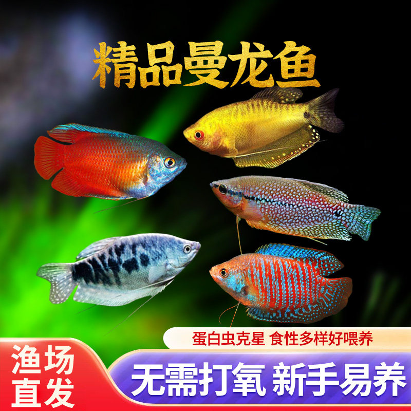 曼龙鱼热带观赏鱼蓝曼龙黄曼龙五彩丽丽鱼珍珠马甲活体大号淡水鱼