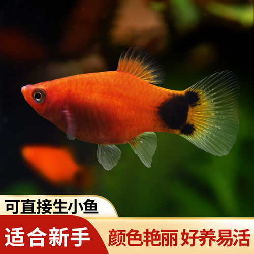 胎生鱼热带淡水鱼好养耐活