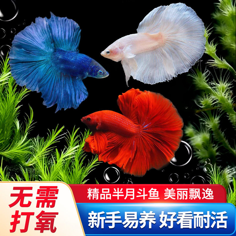 泰国斗鱼活鱼观赏鱼小型热带鱼半月马尾狮王好养耐活体缸宠物淡水