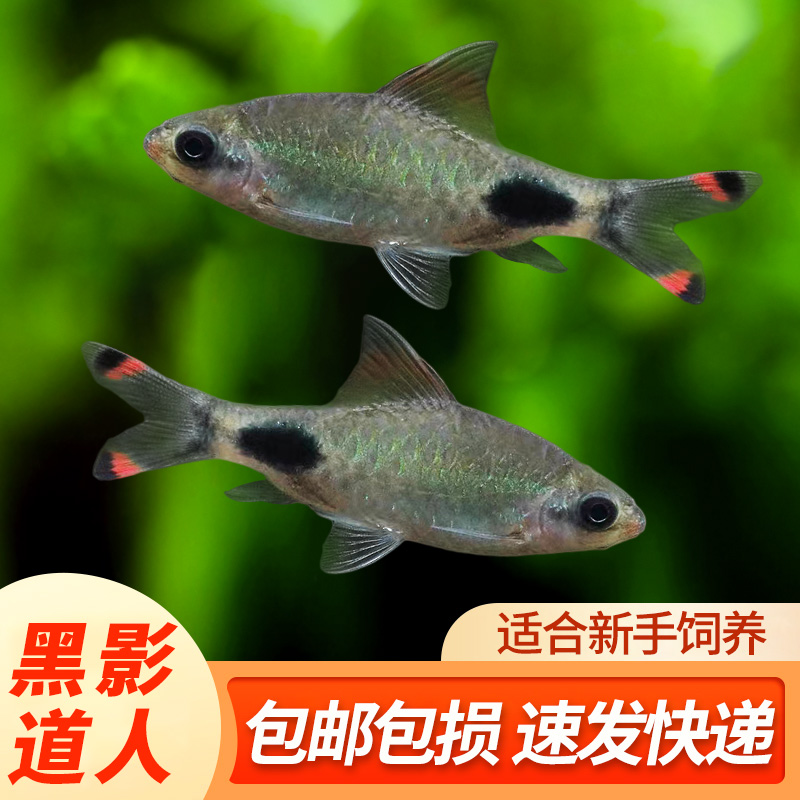 黑影道人热带淡水鱼好养