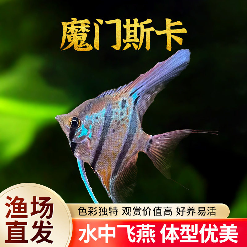 魔门斯卡神仙鱼热带观赏鱼宠物燕子鱼秘鲁小型草缸淡水鱼鱼苗