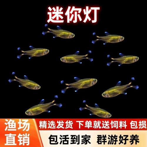 迷你灯鱼满天星热带观赏鱼