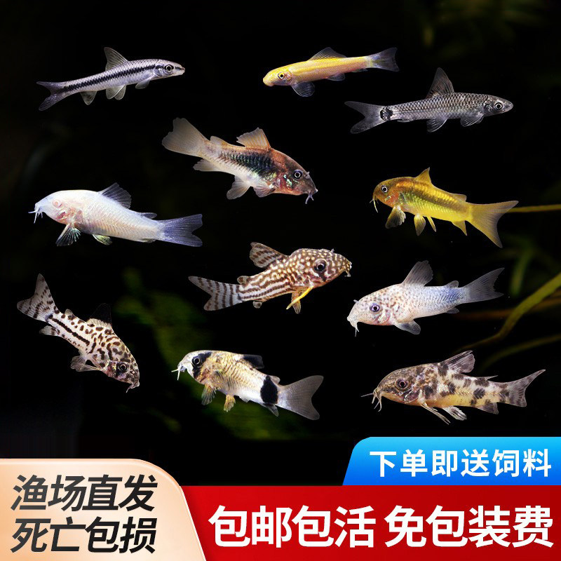 老鼠鱼金苔鼠琵琶白鼠花椒咖啡熊猫珍珠豹纹鼠底栖除藻清洁工具鱼