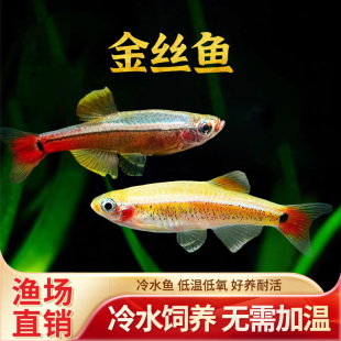 白云金丝鱼瑰丽金丝鱼大帆金丝草缸小型观赏鱼灯科鱼淡水鱼冷水鱼