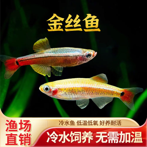 白云金丝鱼瑰丽金丝鱼大帆草缸