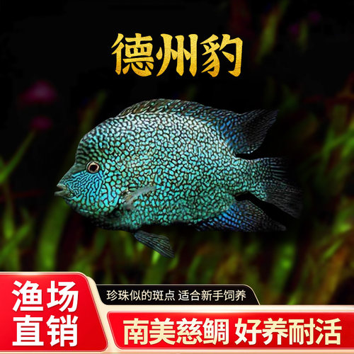德州豹鱼绿巨人满天星中大型鱼