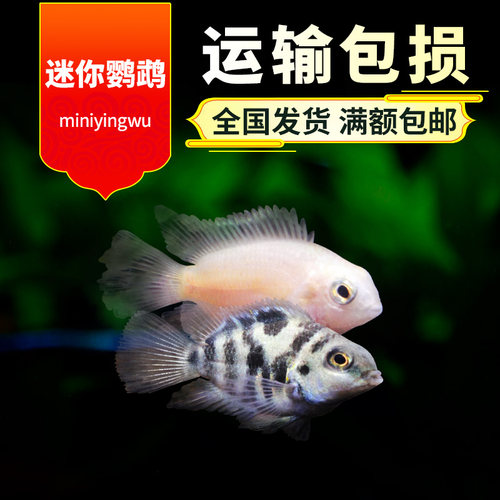 鹦鹉蓝色活体草缸淡水宠物鱼