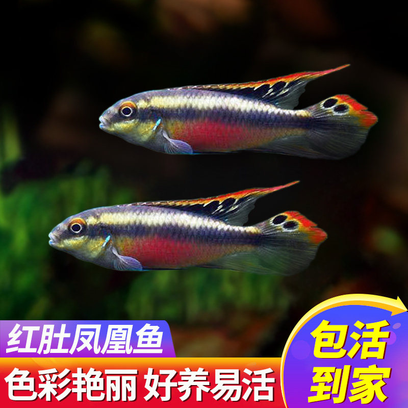 红肚凤凰鱼南美西非短鲷慈鲷鱼热带观赏鱼荷兰蓝肚红肚凤凰鱼活体