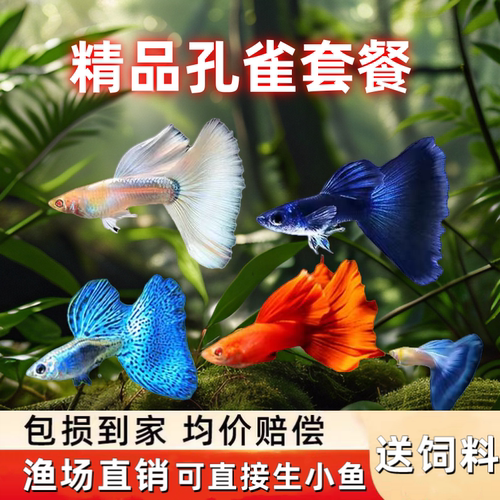 观赏鱼活体小型孔雀淡水鱼