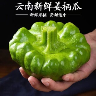 (包邮)云南新鲜姜柄瓜姜饼瓜姜柄瓜小南瓜甜瓜小绿瓜特产嫩南瓜