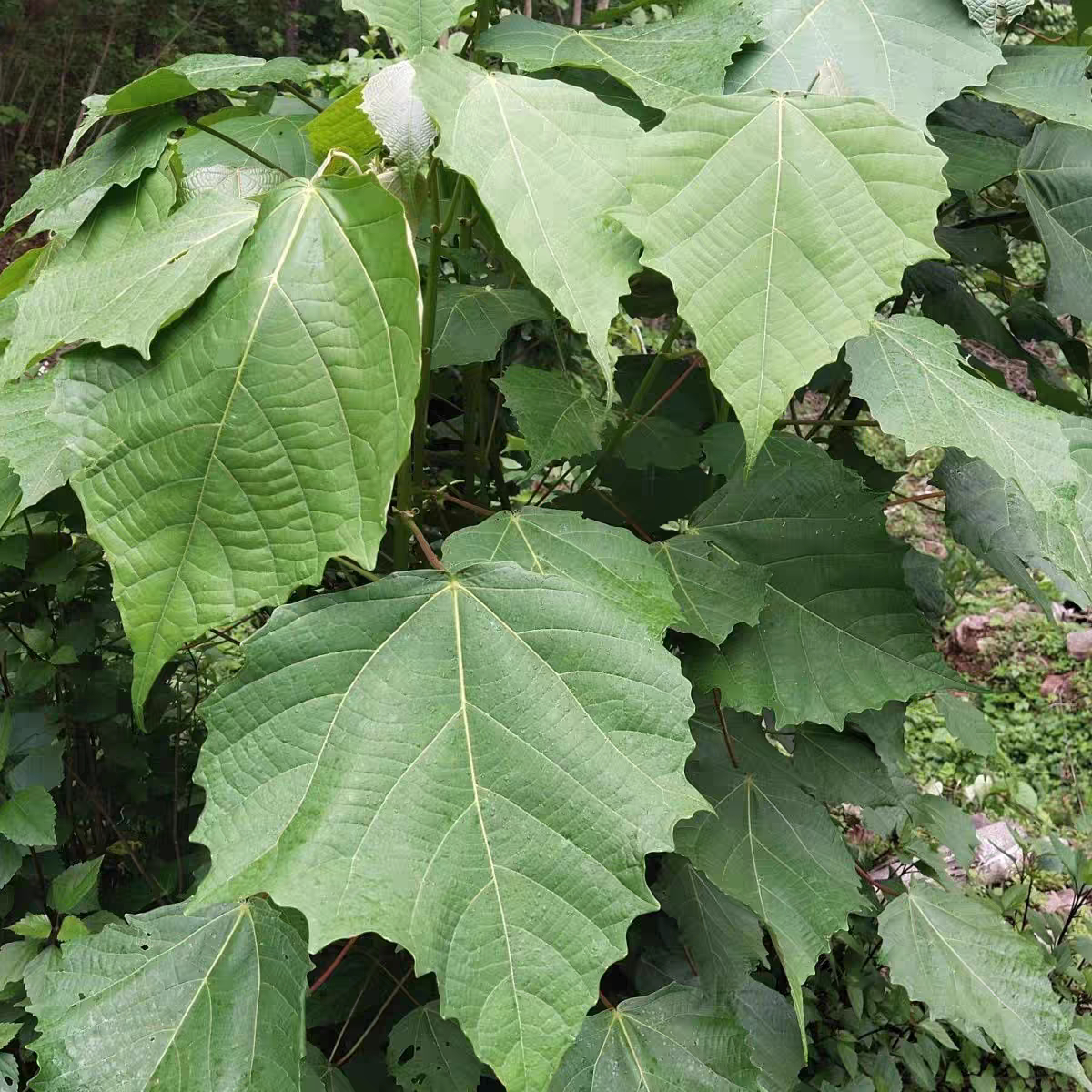 云南新鲜大粑粑树大粑粑叶食用粑粑叶现采大粑粑叶家用野生叶儿粑