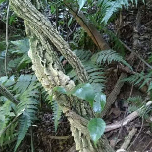 云南海风藤中药材500g大片巴岩香大风藤海风藤根片搭伸筋草中药材