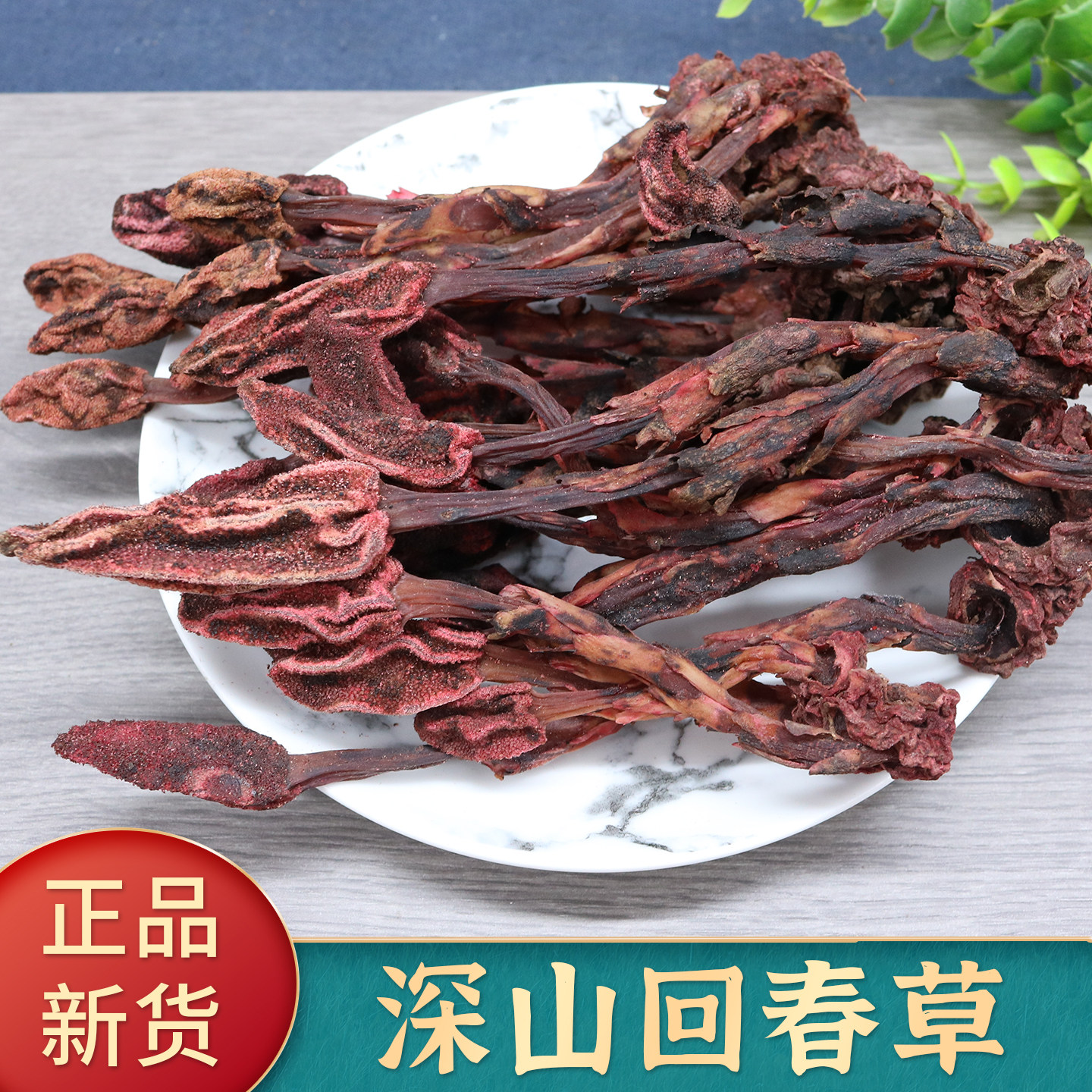 云南深山回春草500g顶天柱不