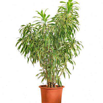 金边百合竹盆栽 室内外大型植物阳台客厅富贵绿植金心百合竹o