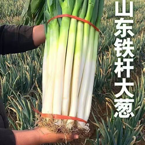 山东铁杆大葱新鲜大葱带箱4500g