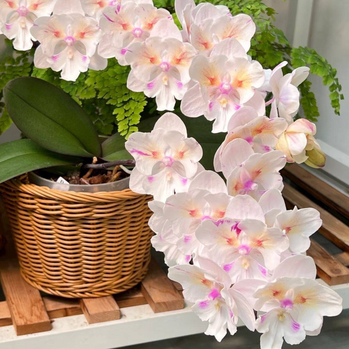 大花蝴蝶兰大小苗四季植物花卉四大型绿植/成品组合盆