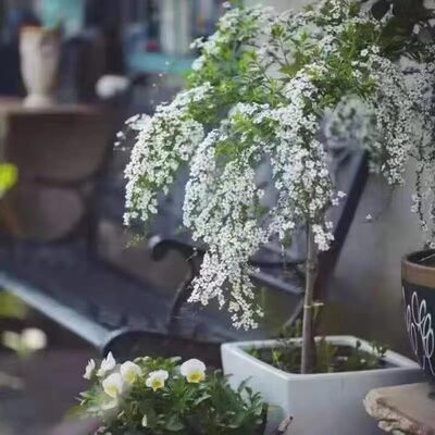 喷雪花雪柳树型棒棒糖盆栽植物