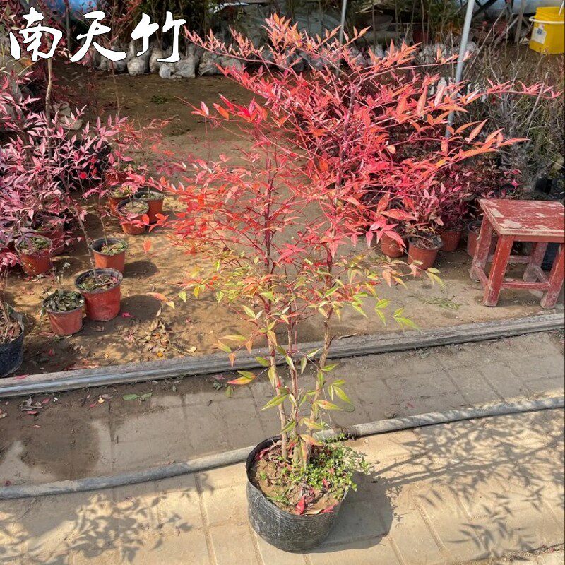 南天竹盆栽树苗庭院四季红杷子天烛子红枸钻石黄天竹兰竹花卉植物