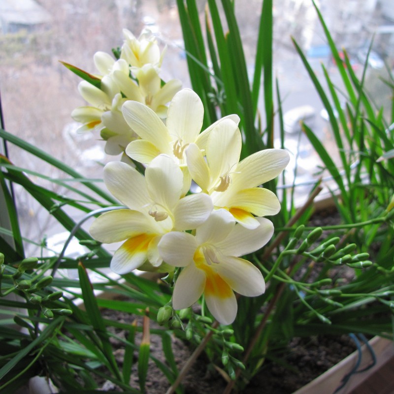 冬季种香雪兰种球易种好成活