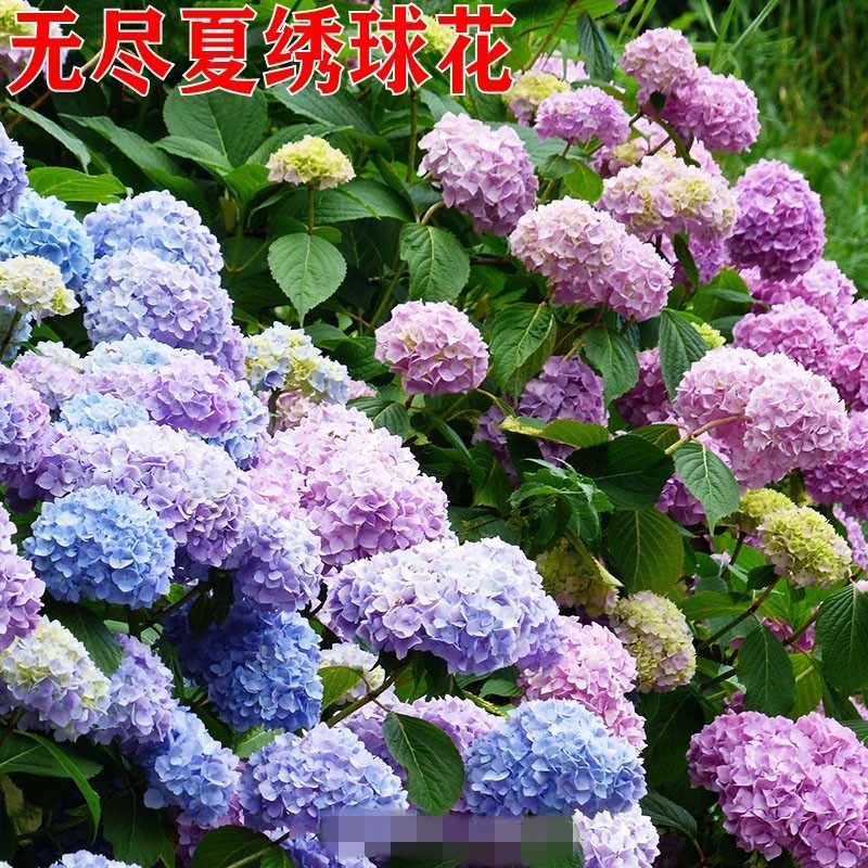 无尽夏特大粉蓝色庭院绣球花苗